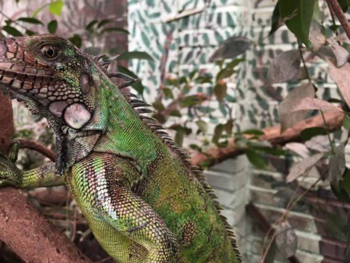 122 animales silvestres incautados en Bogotá serán devueltos a su hábitat natural