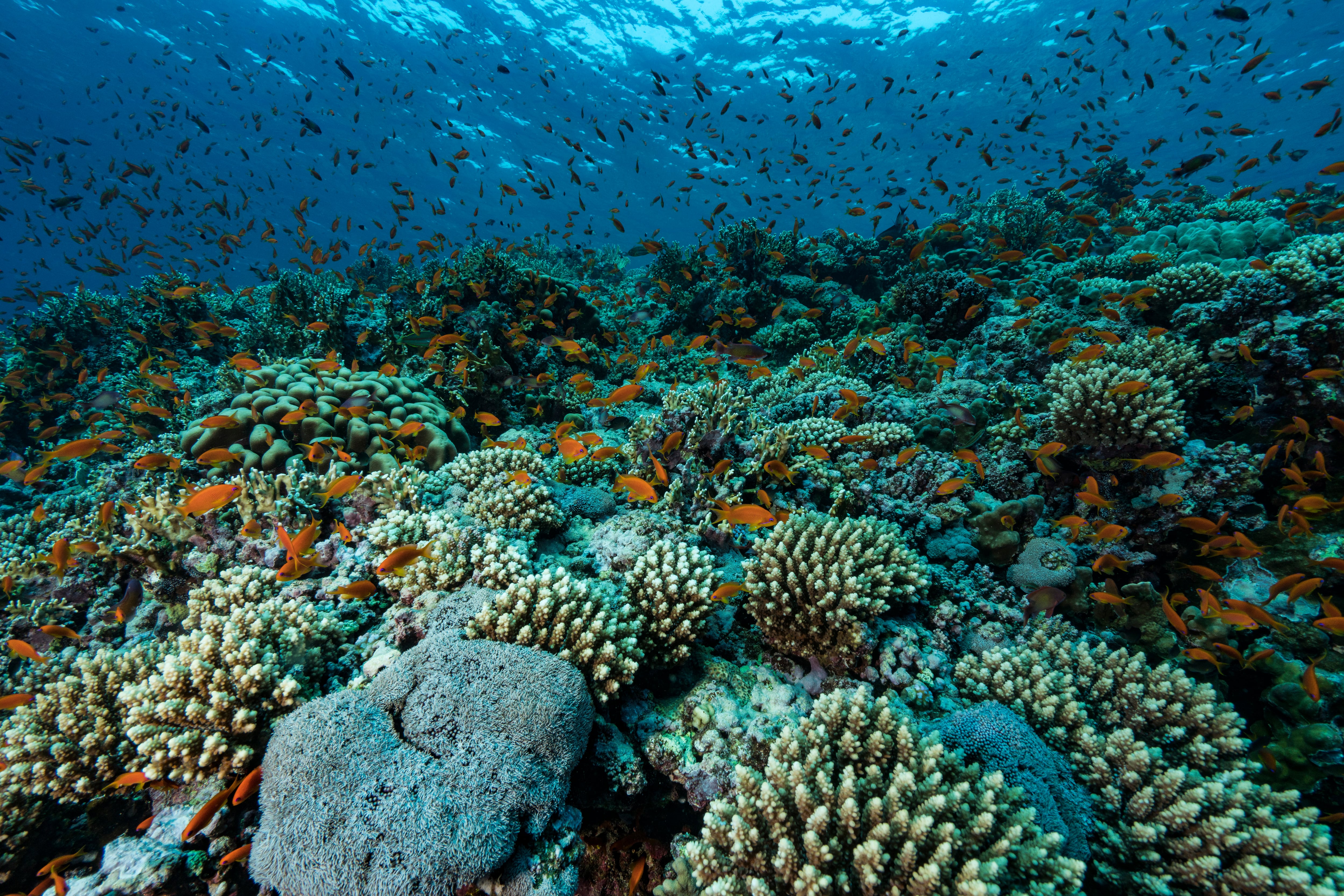 Arrecife de coral en el mar rojo, en Egipto.
(Foto:    Alexis Rosenfeld/Getty Images)
