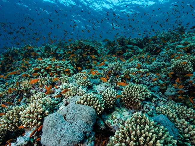 Arrecife de coral en el mar rojo, en Egipto.
(Foto: Alexis Rosenfeld/Getty Images)