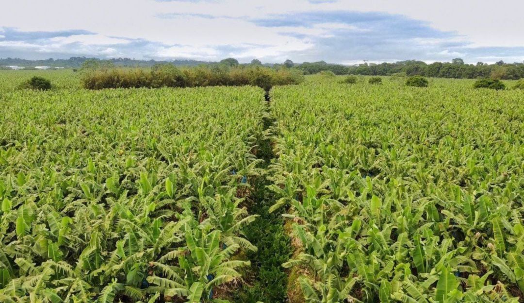 Producción de babano