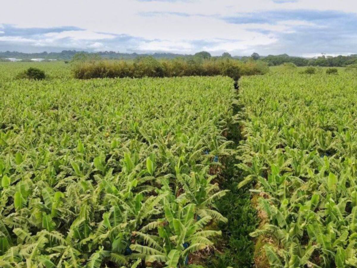 Bananeros manifiestan preocupación por altos costos de insumos