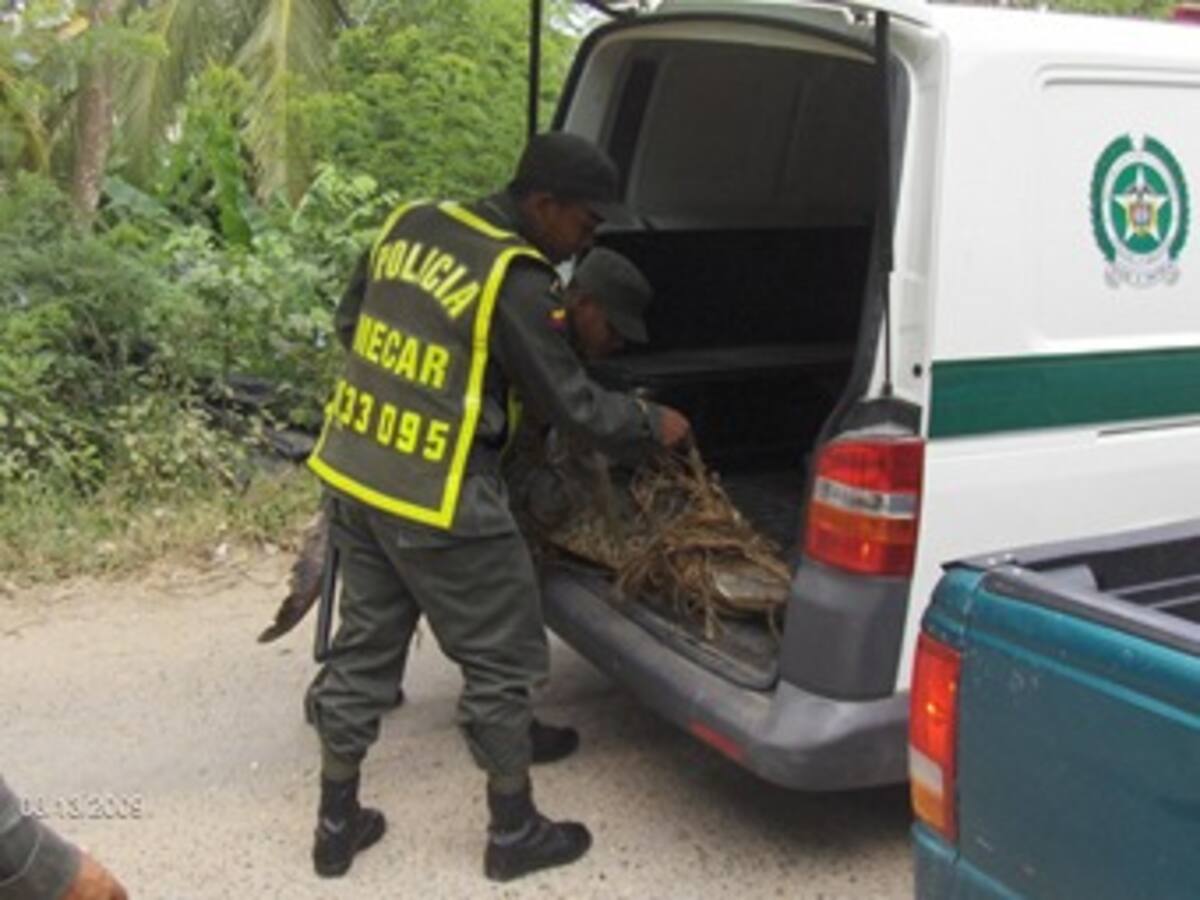 Enfurecido caimán causa pánico en barrio de Cartagena