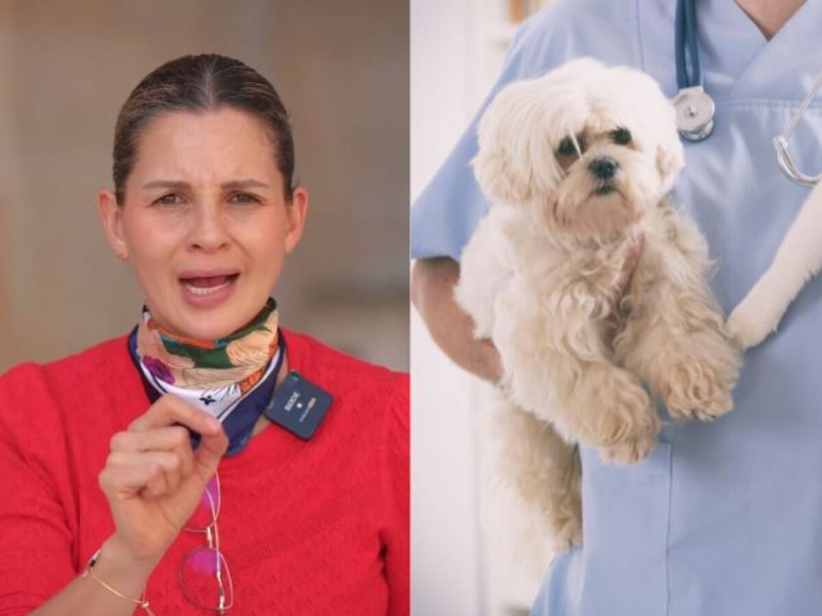 Senadora denuncia irregularidades en el proceso de esterilización animal en Bogotá