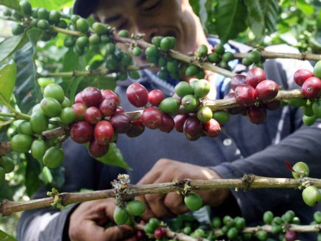Producción de café en septiembre registró una caída del 9%
