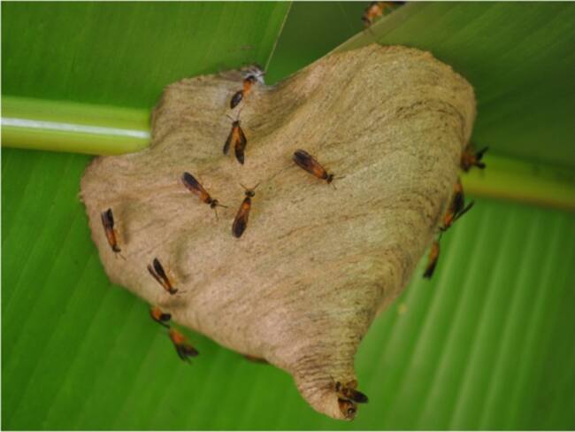 Imagen de referencia. / Foto: Archivo.