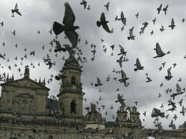 Distrito tomará medidas para controlar sobrepoblación de palomas en Bogotá