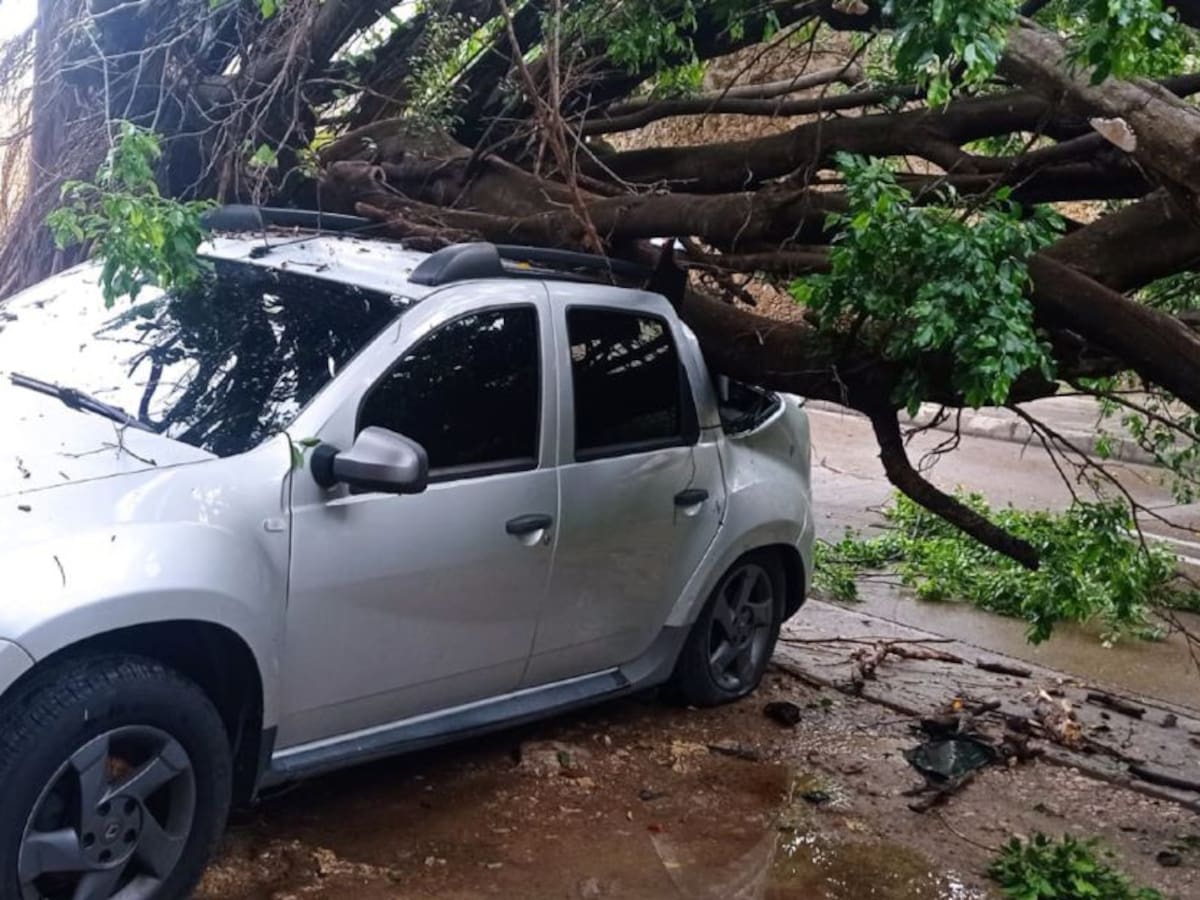 Cae frondoso árbol en la Av. del Pedregal en Getsemaní