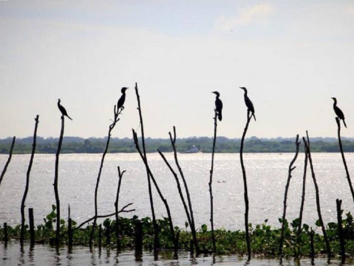Hoja de ruta para la Isla Salamanca estará lista en diciembre: Minambiente