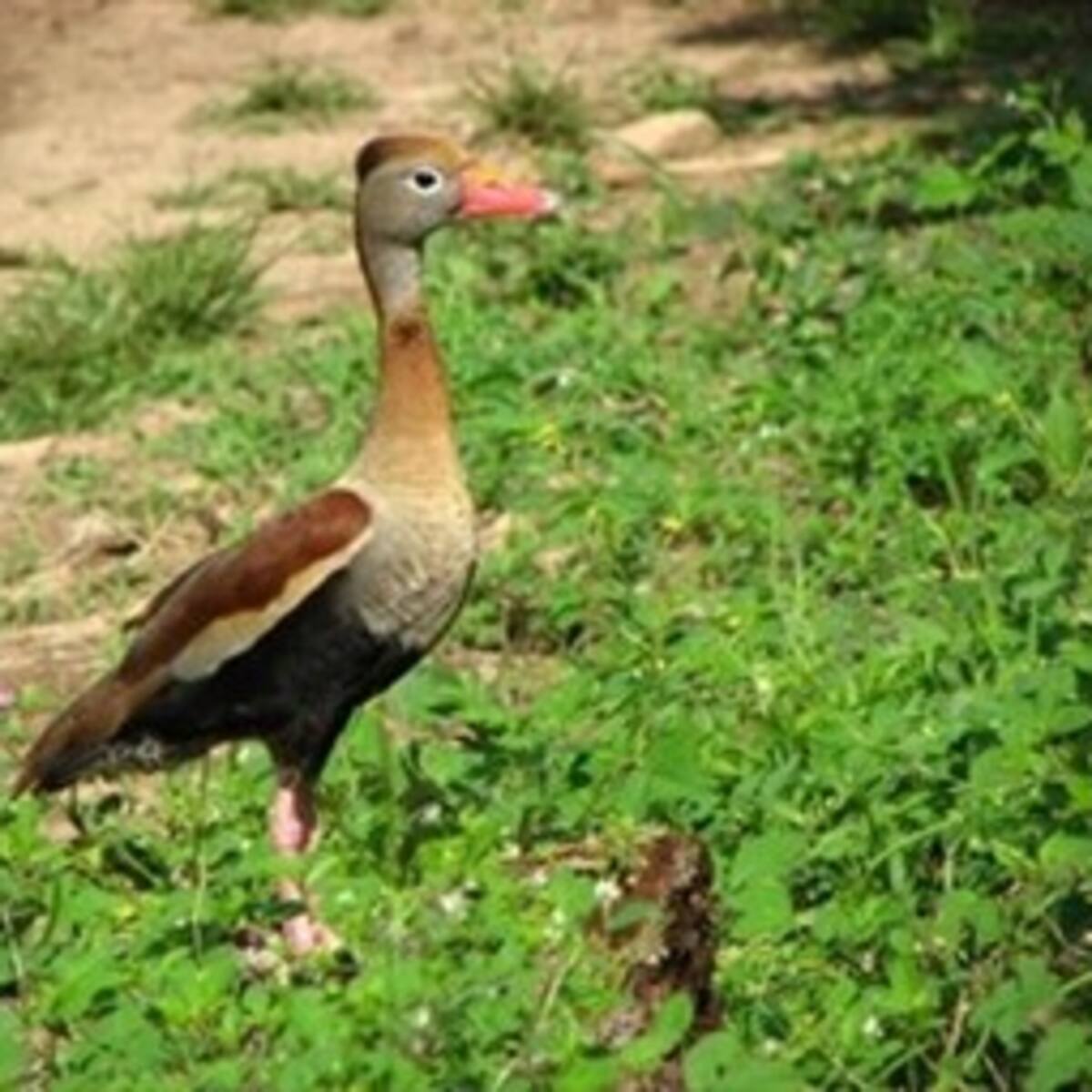 Cultivadores de arroz ponen en peligro al pato pisingo
