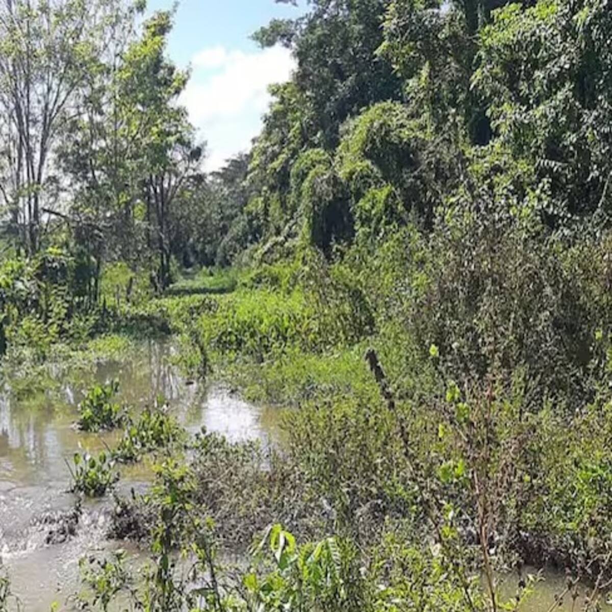 Temporada de lluvias deja cerca de 80 hectáreas de cultivos perdidos al sur del Atlántico