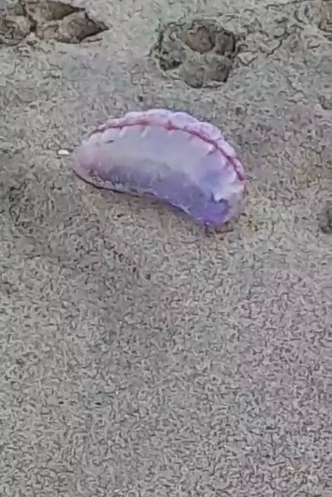 Fragatas portuguesas o agua mala en playas de Santa Verónica, Atlántico./ Foto: Cortesía, suministrada