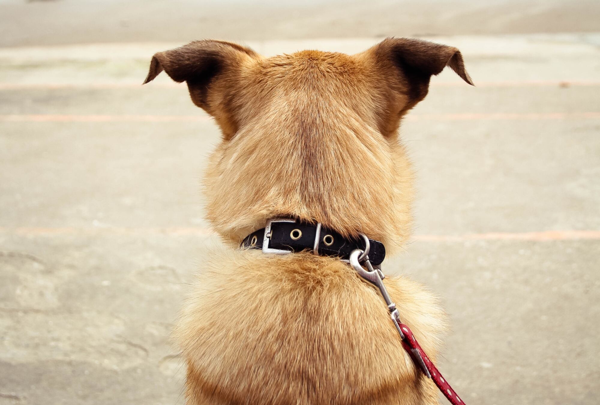 Imagen de referencia de perro. Foto: Getty Images