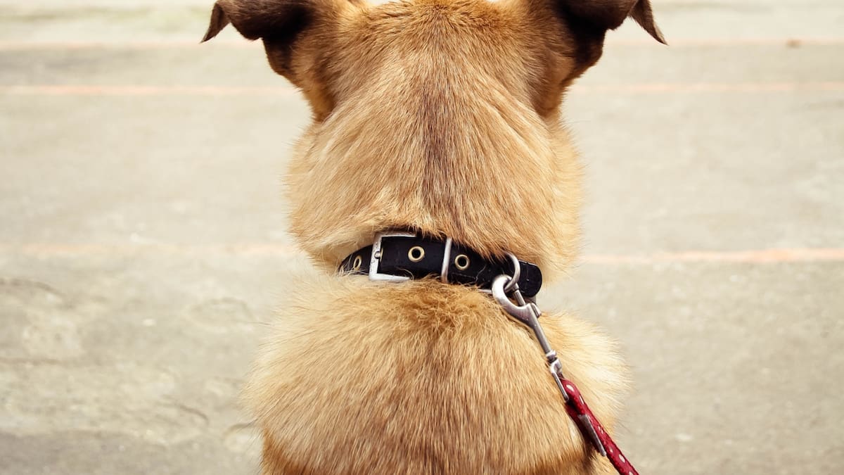 Un bebé de dos meses murió al ser atacado por un perro