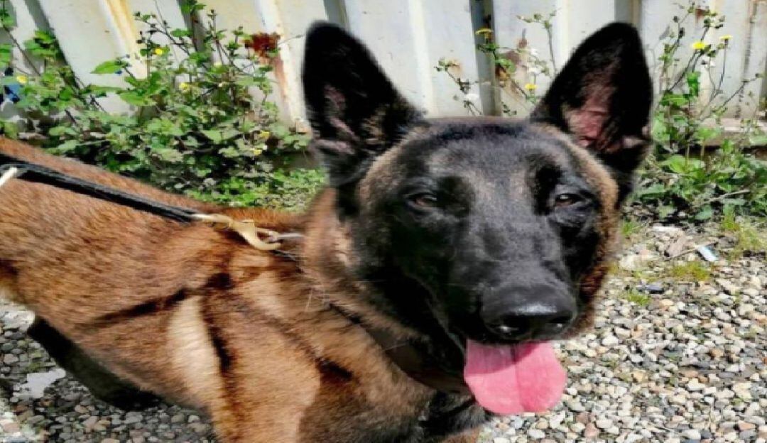 Gasper, perro perdido 