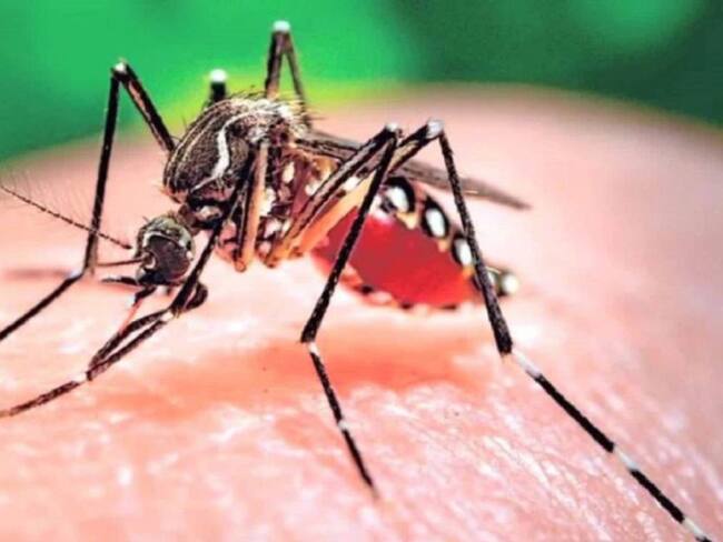 De 30 y 50 casos de Dengue semanales en el Valle, se paso a 281 casos