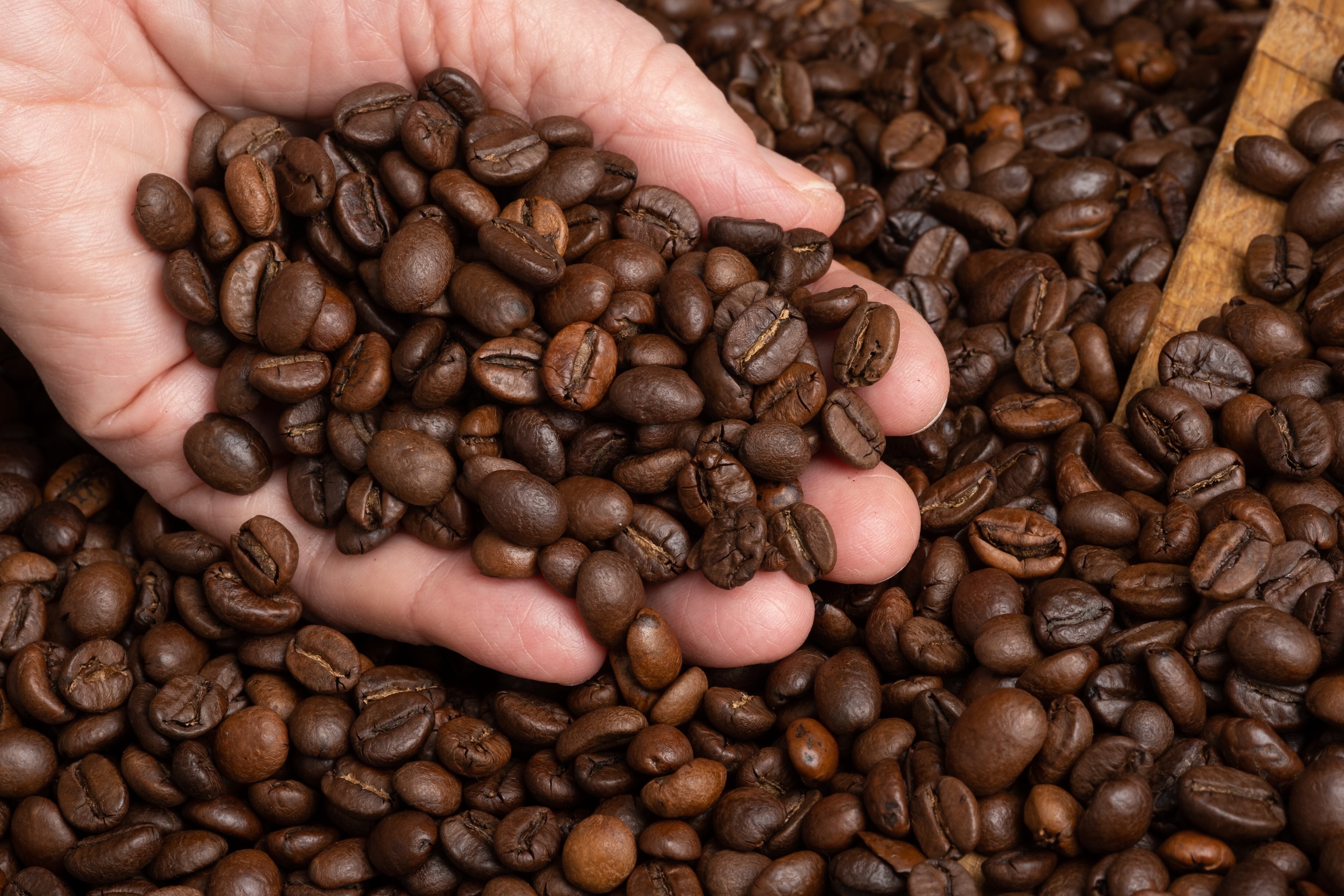 Persona con granos de café en su mano (Foto vía Getty Images)