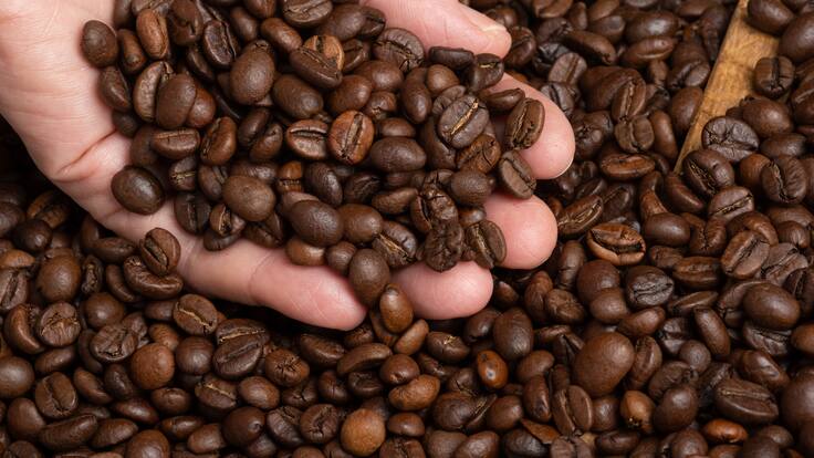 Persona con granos de café en su mano (Foto vía Getty Images)