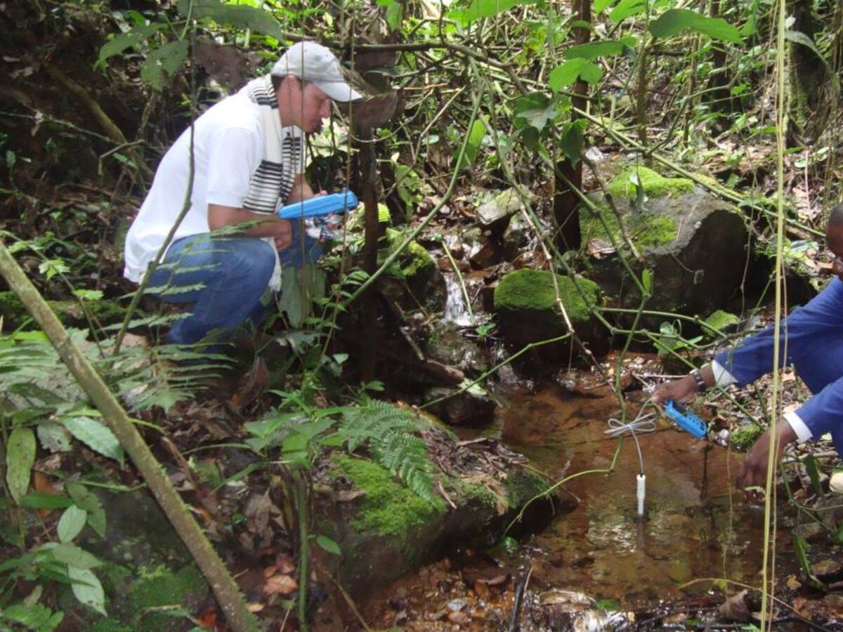 Corredores ribereños de Cenicaña, una oportunidad para las abejas