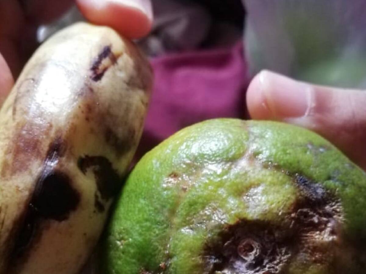 Paquetes del PAE en Cartagena: llueven críticas