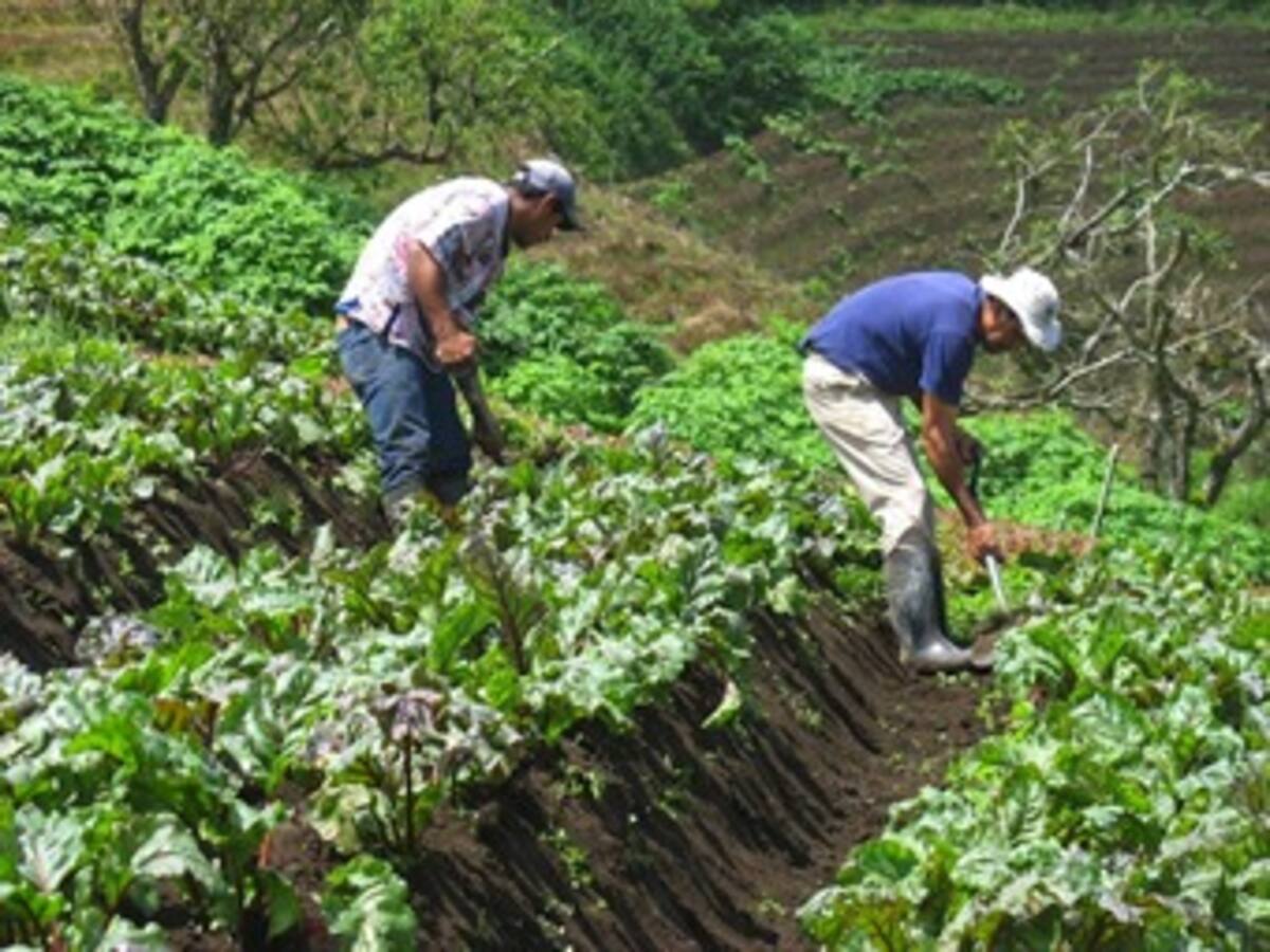 El 68% de los colombianos ocupados no cotizan a Seguridad Social: Mintrabajo