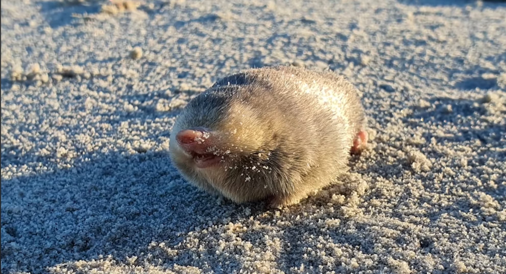 Topo dorado de Wilton / Cortesía: JP Le Roux - YT / IFLScience