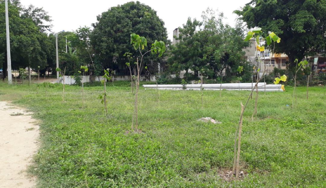 Los árboles arrancados son de las especies ceiba, mamón y cacahuate, en los cuales se evidenció la intención de evitar su crecimiento.
