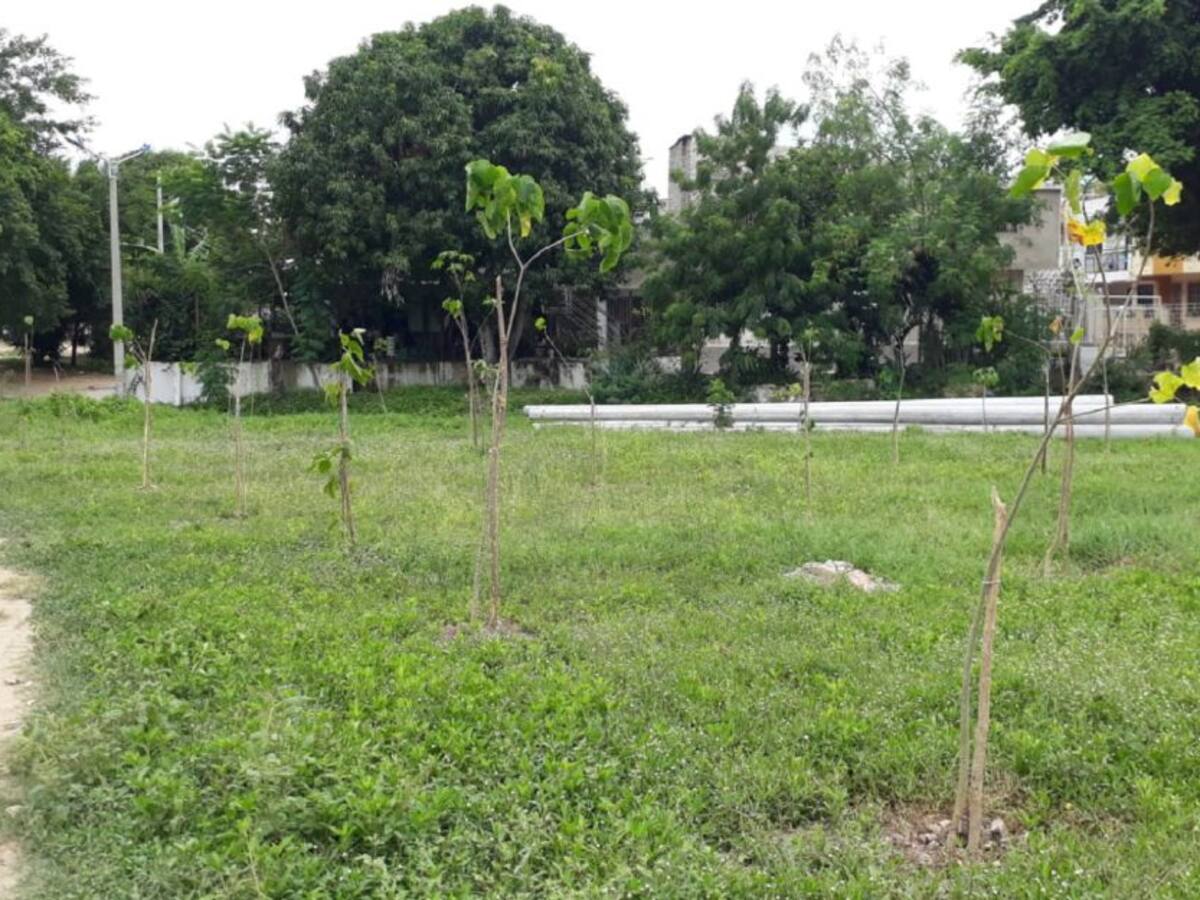 13 árboles recién sembrados fueron cortados y arrancados en Las Gaviotas