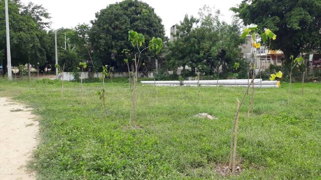 Los árboles arrancados son de las especies ceiba, mamón y cacahuate, en los cuales se evidenció la intención de evitar su crecimiento.