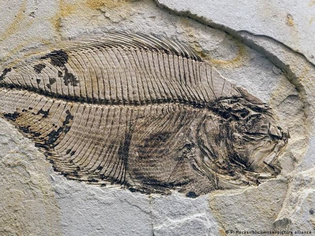 Imagen de archivo de un espécimen de aproximadamente 55 millones de años en el norte de Europa / DW