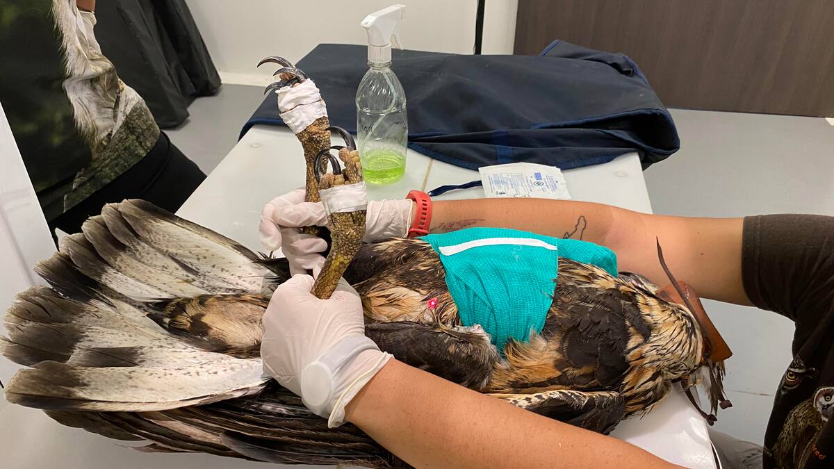 Rescatan águila solitaria que fue herida con arma de fuego en Santa Rosa de Cabal