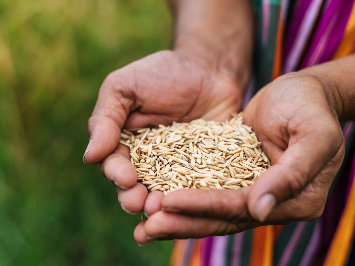 Regresa el Festival del Arroz a en las Plazas Distritales de Mercado de Bogotá