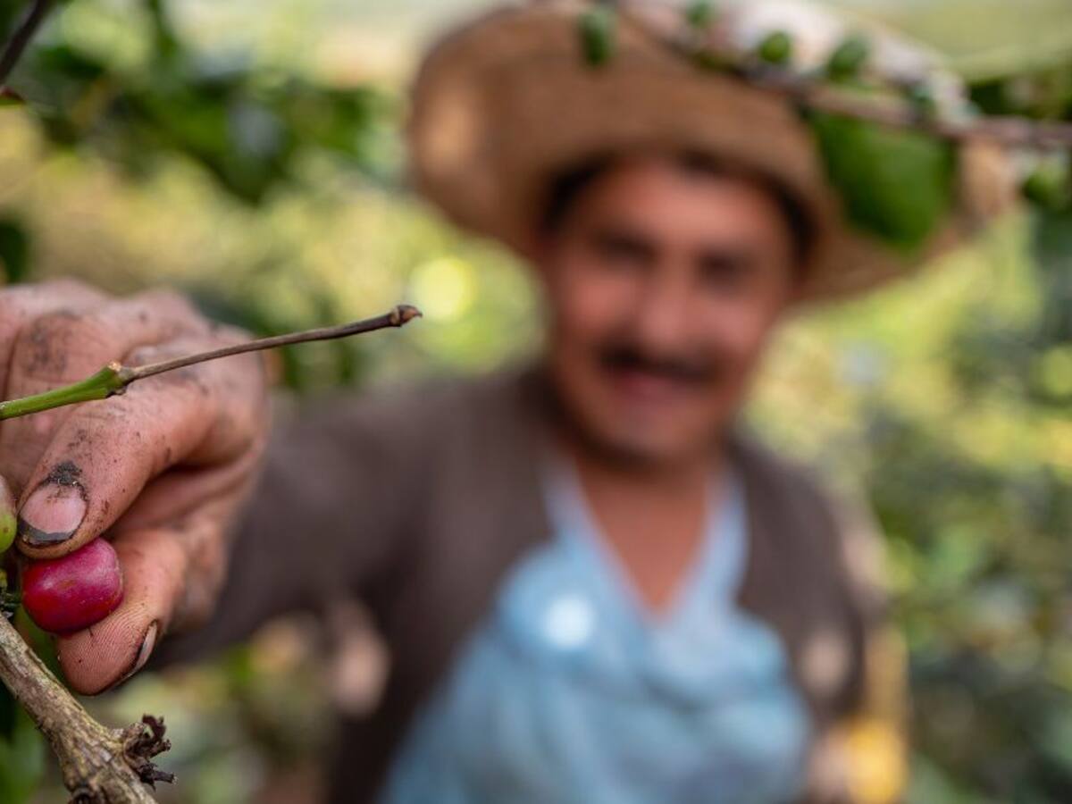 Cafeteros del Valle piden un plan para enfrentar la pandemia