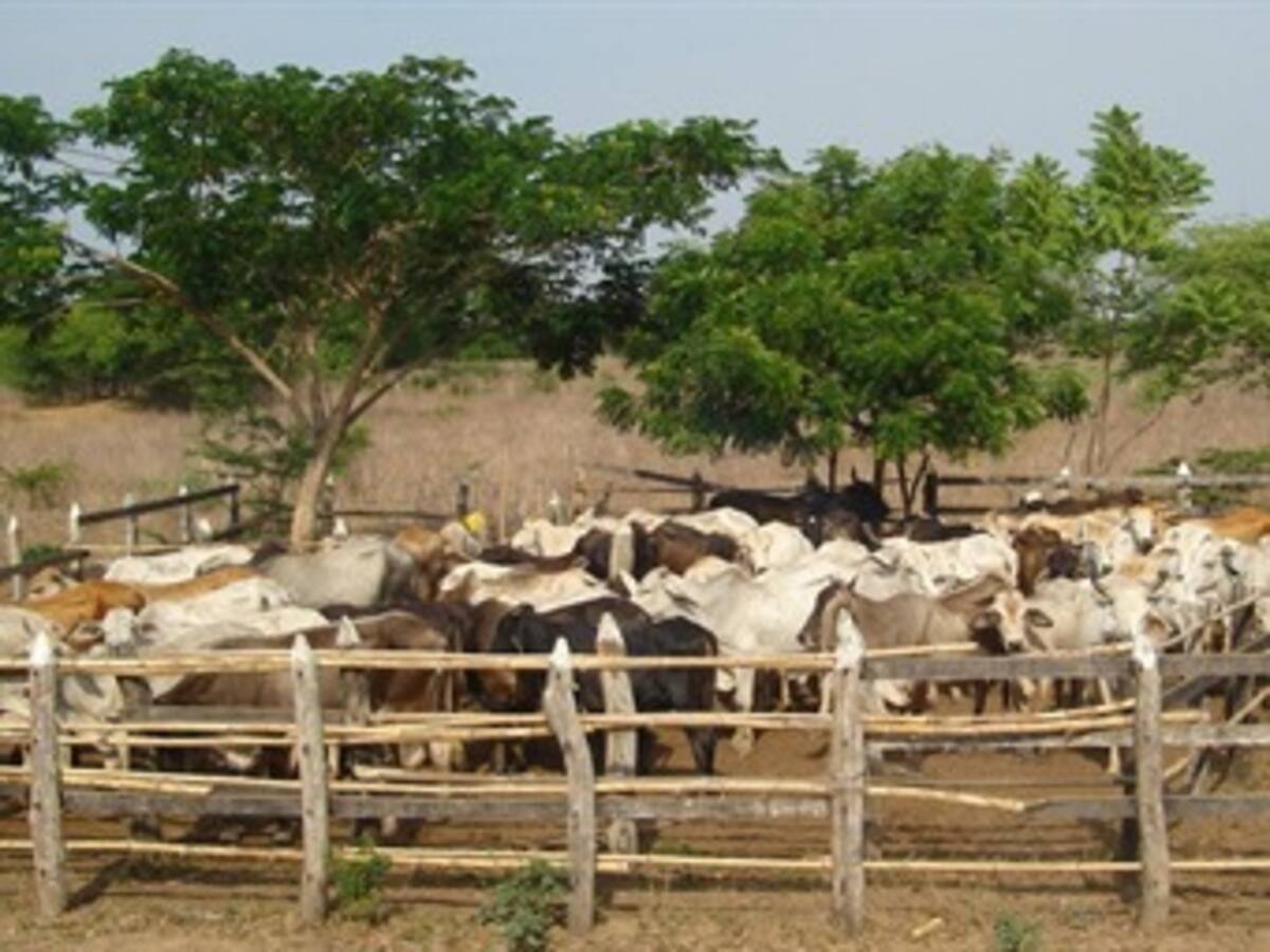 Serán entregadas mil vacas a los afectados por el fenómeno de la niña 2010-2011