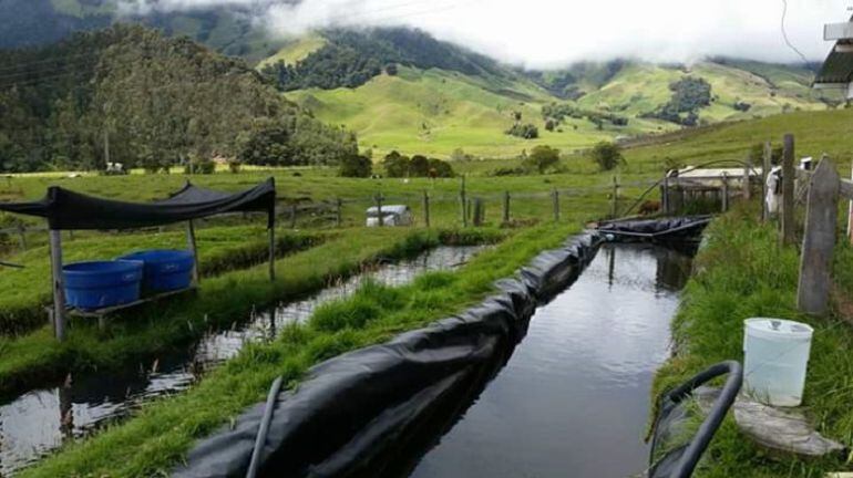 Acuicultura en Tolima
