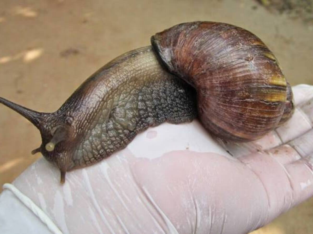 En Armenia hay proliferación del caracol africano debido a las lluvias