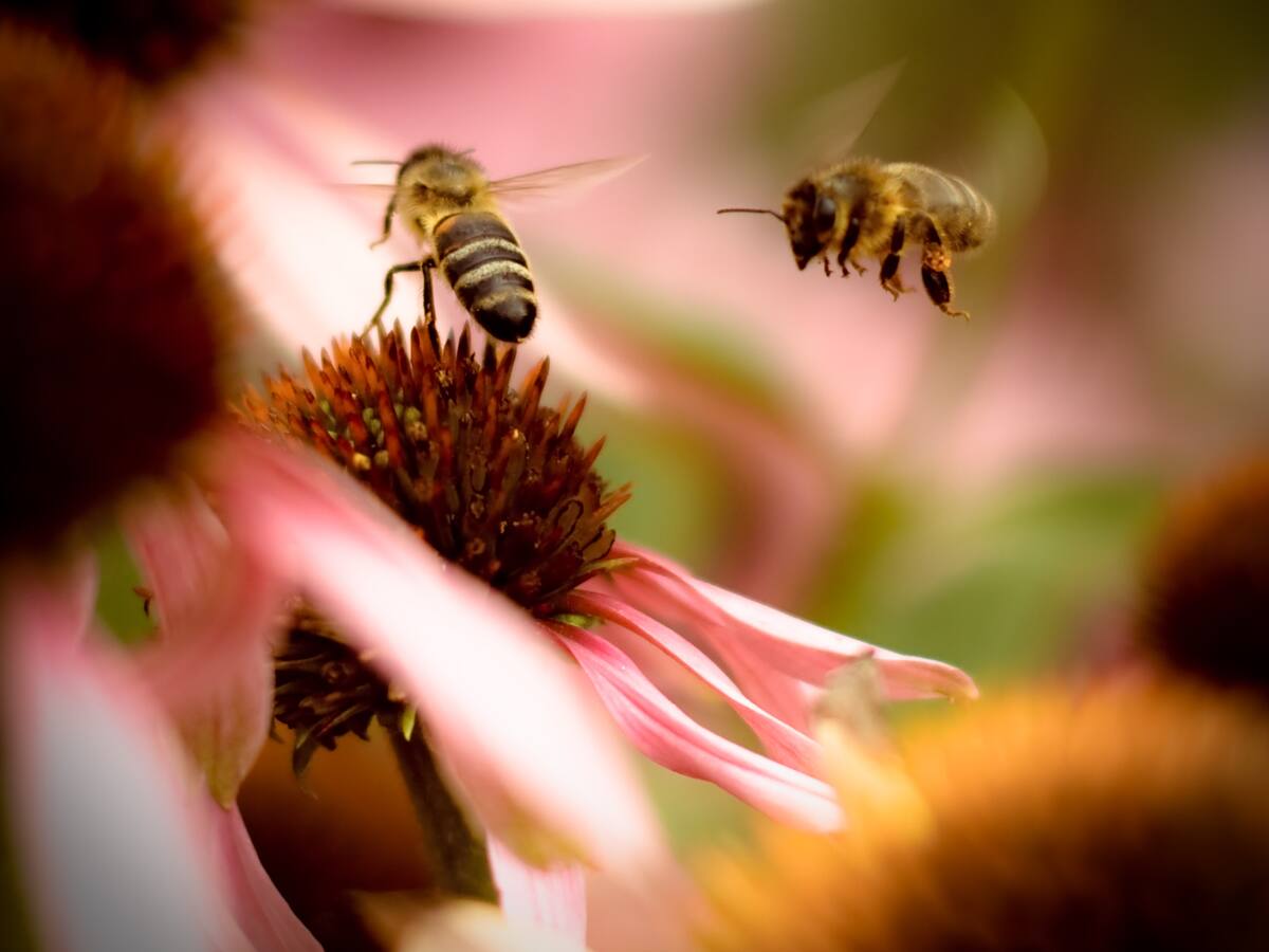Cuidar las abejas, un compromiso de todos para el futuro del planeta