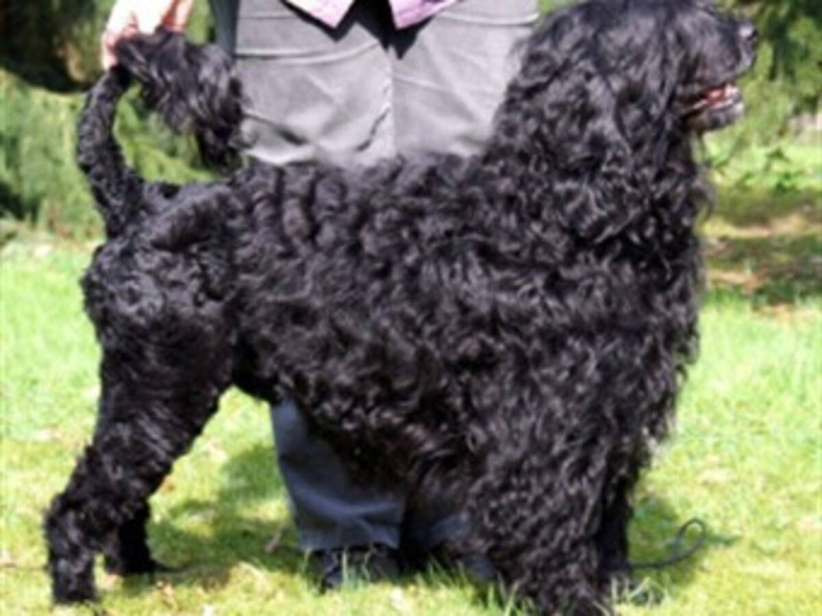 El muñeco del perro de los Obama causa sensación en tiendas de EE.UU.