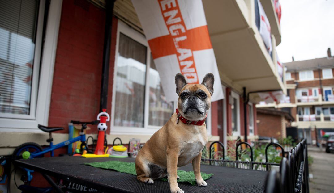 Bulldog francés durante un evento en Inglaterra