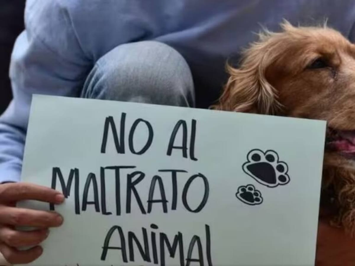 Investigan presunto caso de maltrato animal en un barrio del norte de Cali