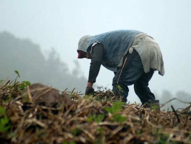 Campesinos ya están perdiendo sus cosechas por fenómeno de El Niño