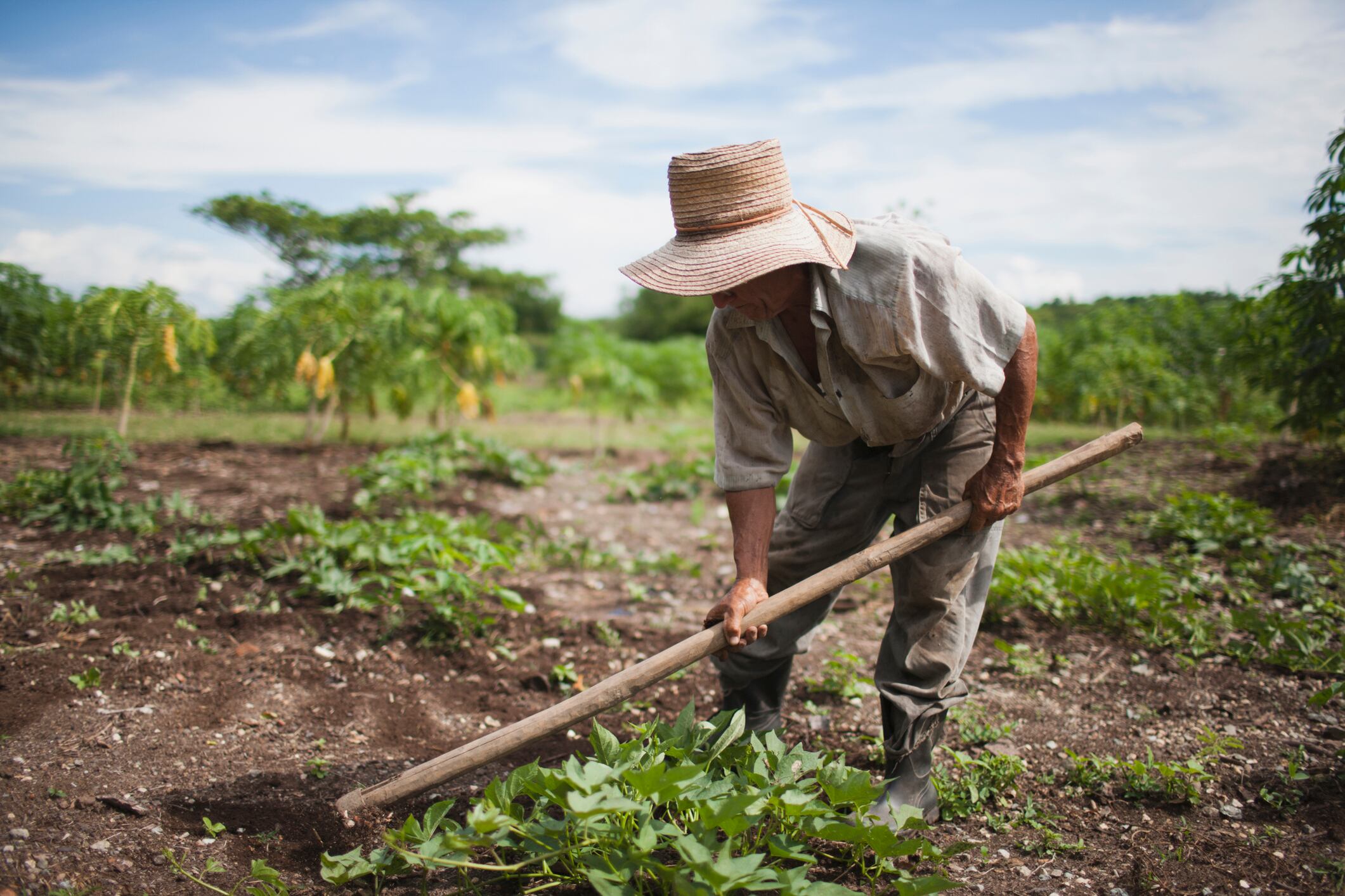 Imagen de referencia de campesinos. Foto: Getty Images.