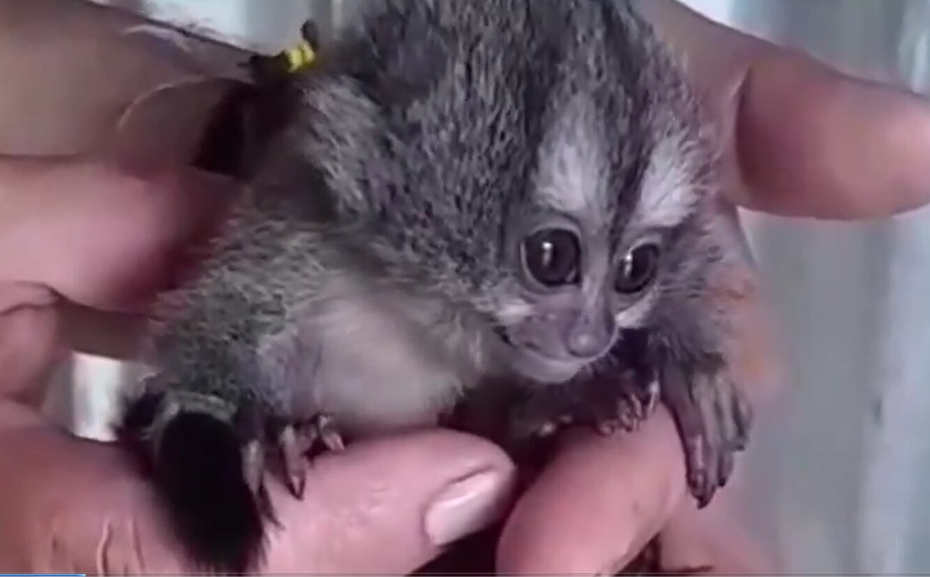 Tráfico de especies silvestres / Foto: Policía Nacional