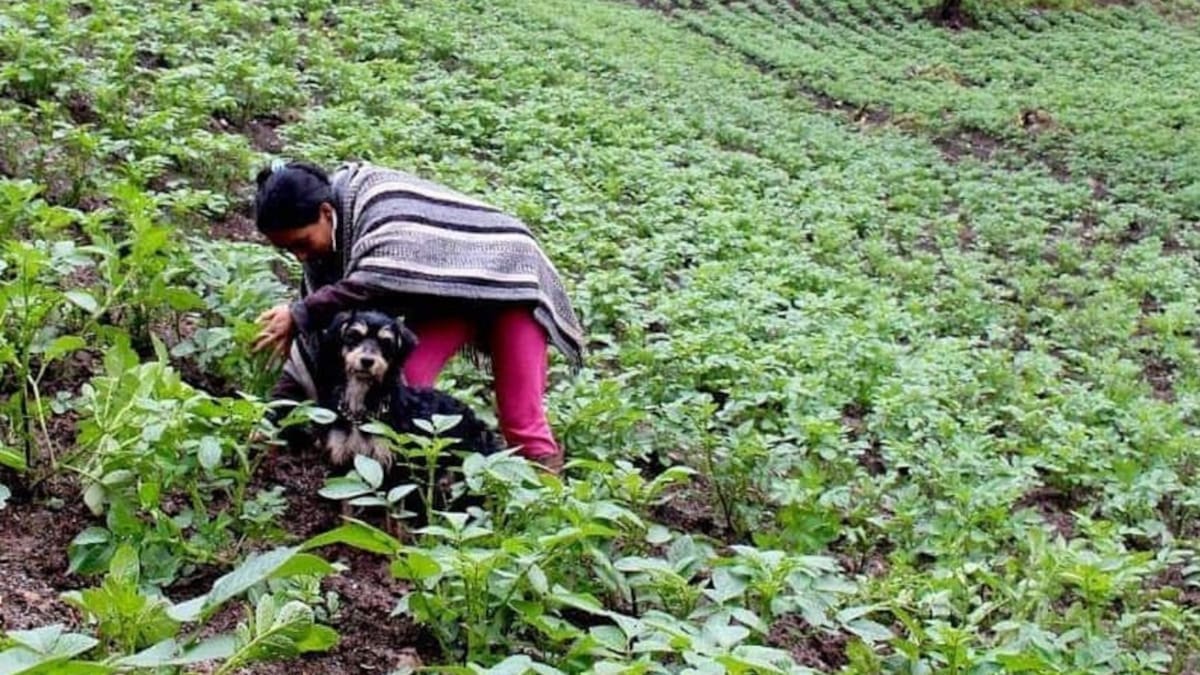 Familia campesina se vuelve ‘youtuber’ para enseñar a cultivar en casa