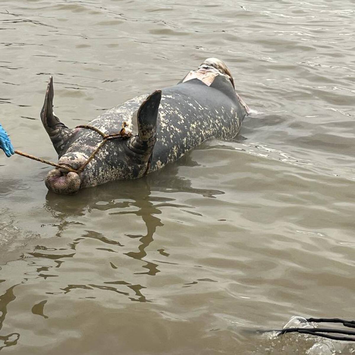 Mortandad de especies en caño San Silvestre