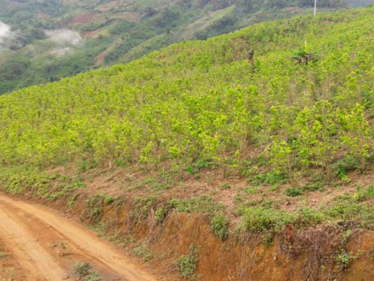 Fumigar la coca con equipos de precisión, propone Gobernador de Antioquia