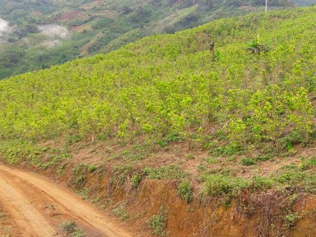 Fumigar la coca con equipos de precisión, propone Gobernador de Antioquia