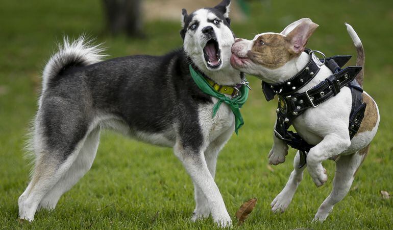 Atención a mascotas.