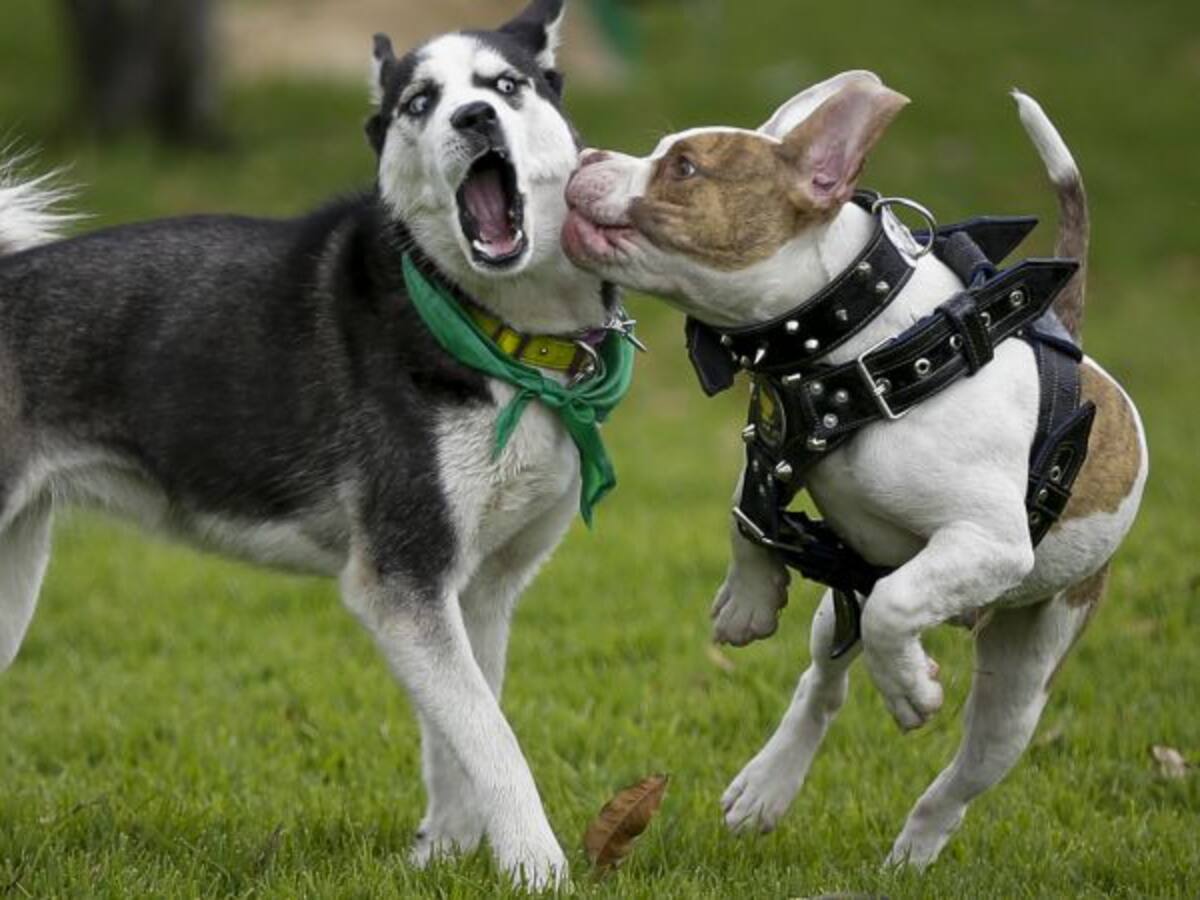 Aprobada atención veterinaria gratis para mascotas de estratos 1, 2, y 3