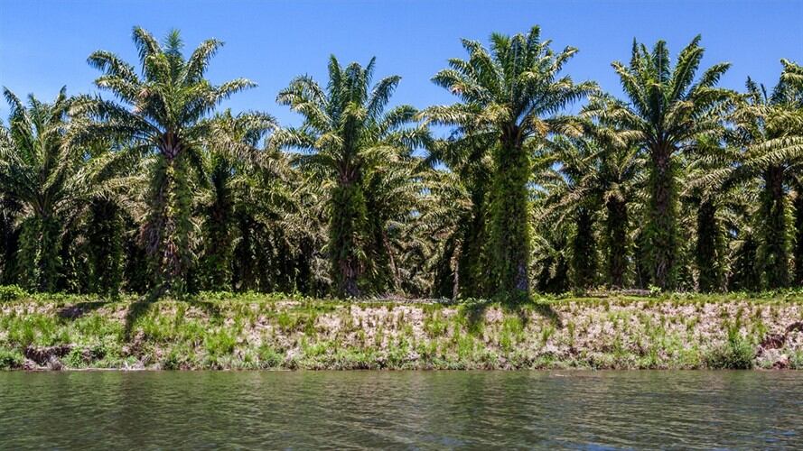 La afectación económica de la enfermedad pudrición del cogollo en el sector palmero es incalculable, dado que este gremio contribuye con casi el 50% del PIB en el Magdalena. Foto: Getty Images