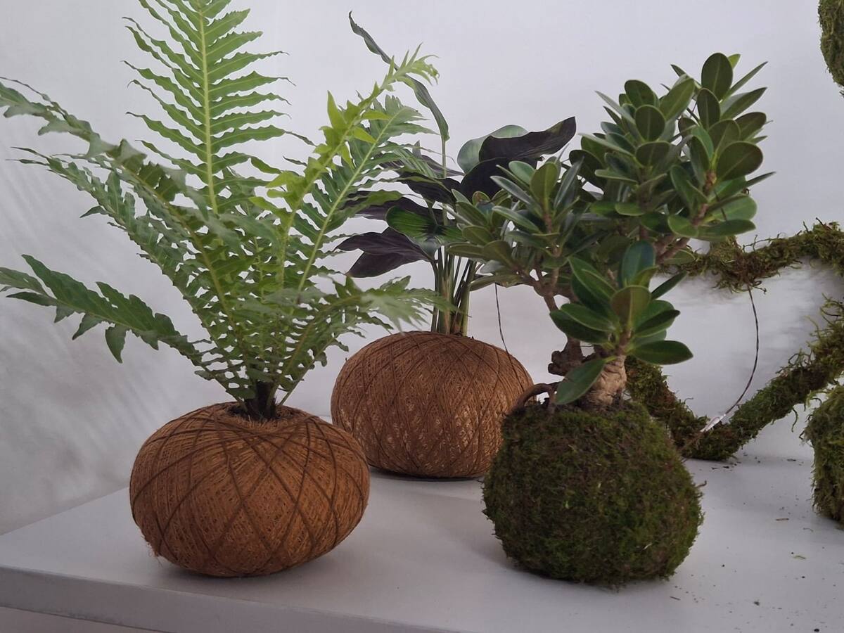 ‘Filandia un solo jardín’, festival dedicado a las plantas este fin de semana en el Quindío